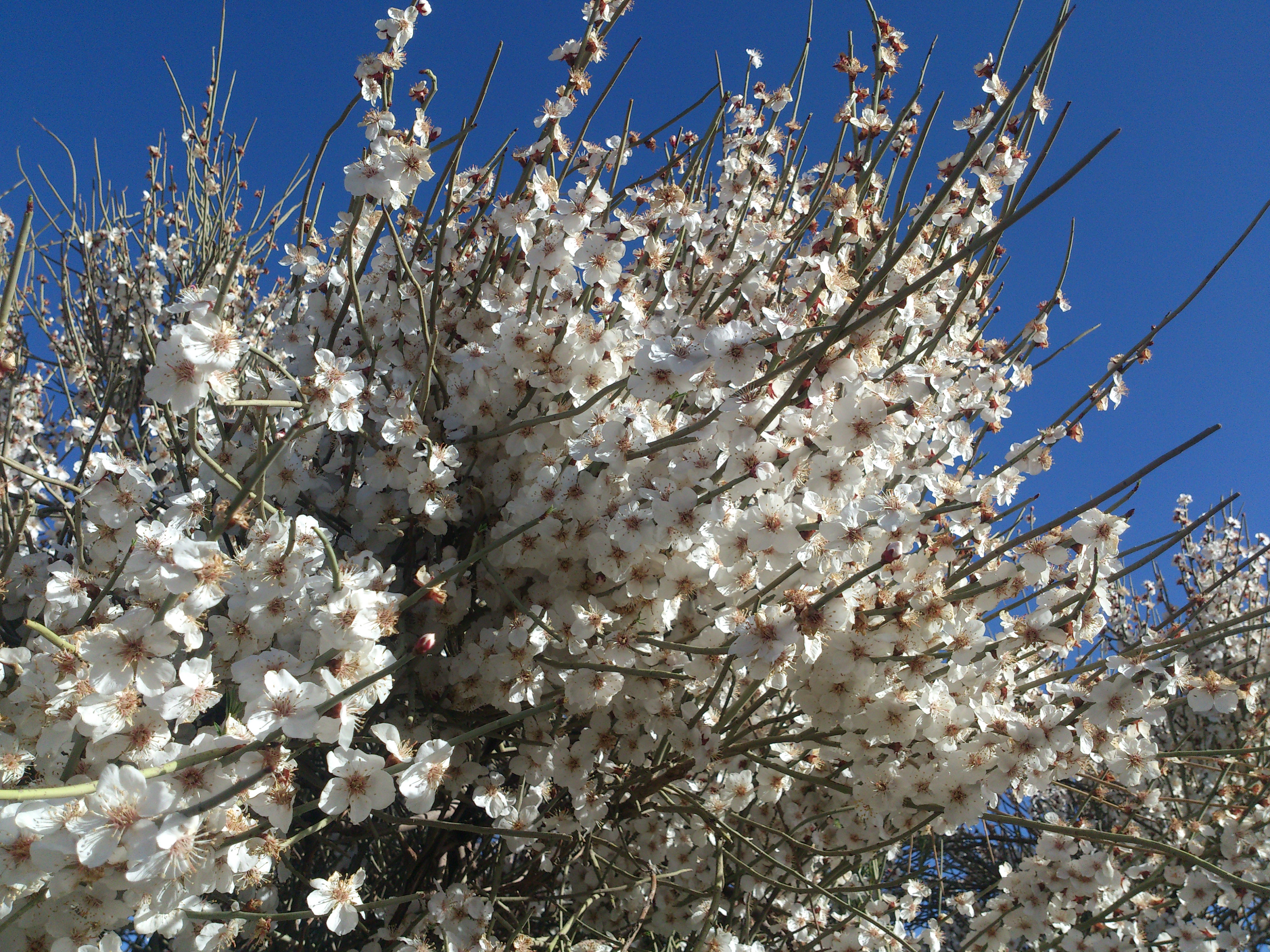 شکوفه بهاری بادام کوهی